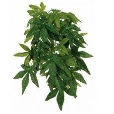Aquarienpflanze Abutilon - hängend 20 x 50 cm