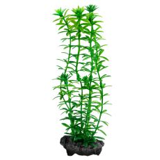 Egeria densa (Anacharis) - Pflanze Tetra 15 cm, S