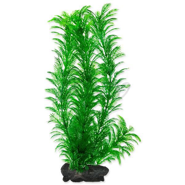 Cabomba caroliniana ( Green Cabomba) - Pflanze Tetra 30 cm, L