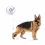 Feuchtnahrung Royal Canin Maxi Adult 10 x 140 g