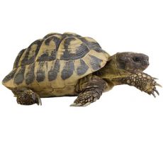 Schildkröten und Terrariumtiere