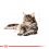 Royal Canin Maine Coon - Frischbeutel, 12 x 85g