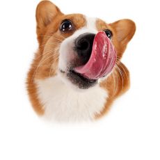 Futter für Hunde mit empfindlicher Verdauung