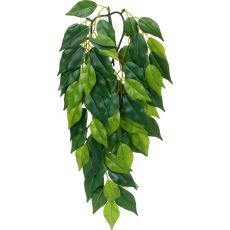 Ficus silk small - hängende Terrarienpflanze, 45cm